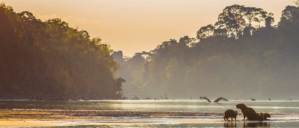 Manu National Park