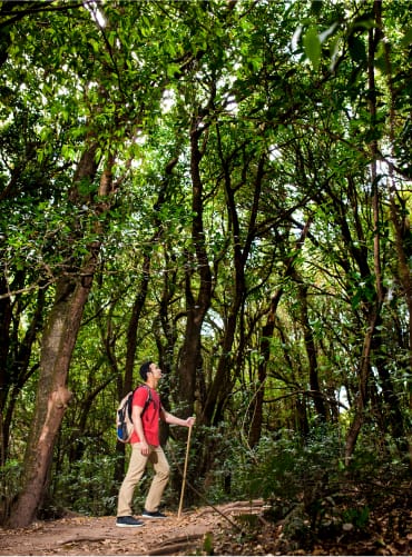 Rainforest Discovery Hike