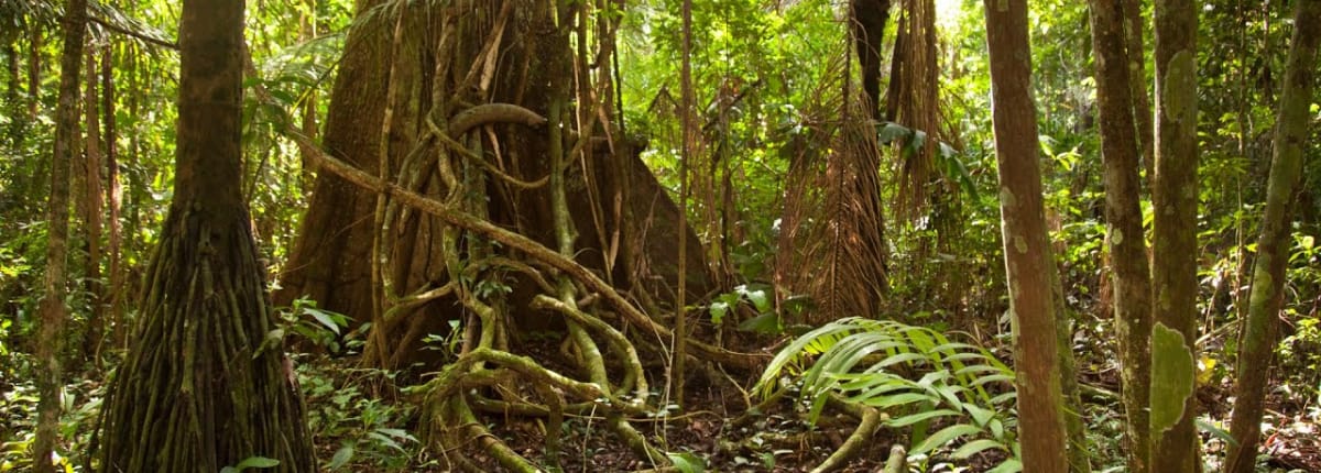 Amazon Rainforest Trek