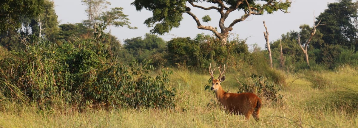 Wildlife Safari Adventure