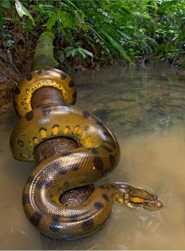 Anaconda