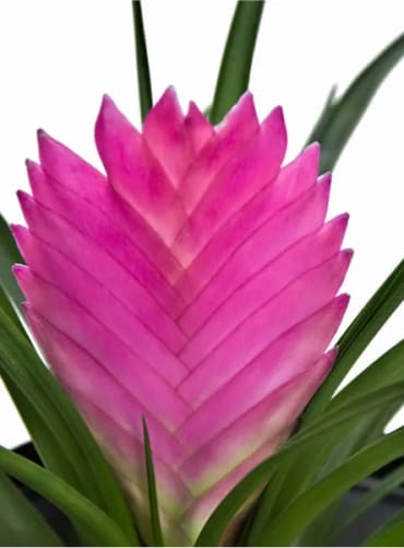 Bromeliads