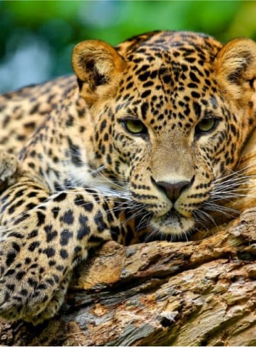 Jaguar