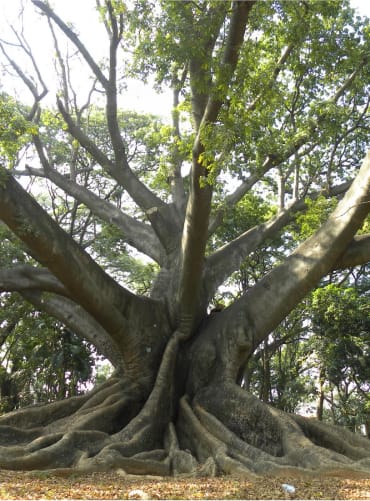 Kapok Tree