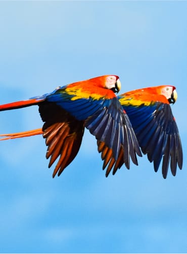 Macaw