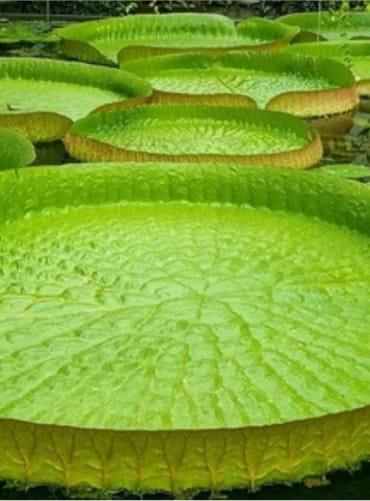 Victoria Amazonica